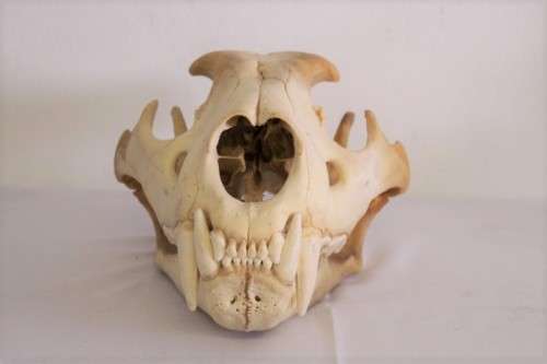 50% discount! Amazing, extremely rare genuine (male) African Lion skull in stunning condition