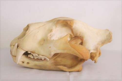 50% discount! Amazing, extremely rare genuine (male) African Lion skull in stunning condition