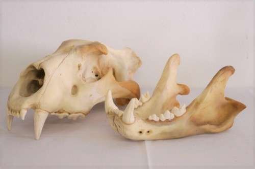 50% discount! Amazing, extremely rare genuine (male) African Lion skull in stunning condition