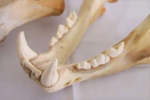 50% discount! Amazing, extremely rare genuine (male) African Lion skull in stunning condition