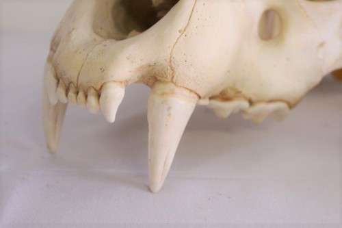 50% discount! Amazing, extremely rare genuine (male) African Lion skull in stunning condition