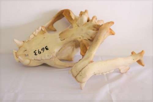 50% discount! Amazing, extremely rare genuine (male) African Lion skull in stunning condition
