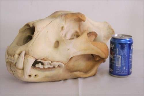 50% discount! Amazing, extremely rare genuine (male) African Lion skull in stunning condition