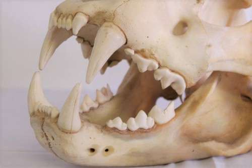 50% discount! Amazing, extremely rare genuine (male) African Lion skull in stunning condition