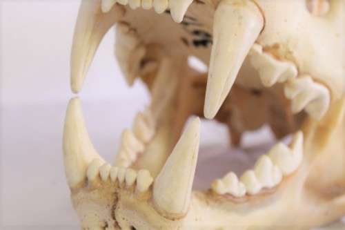 50% discount! Amazing, extremely rare genuine (male) African Lion skull in stunning condition
