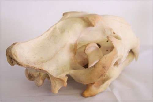 50% discount! Amazing, extremely rare genuine (male) African Lion skull in stunning condition