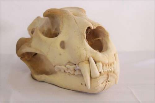 50% discount! Amazing, extremely rare genuine (male) African Lion skull in stunning condition