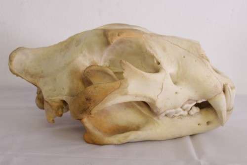 50% discount! Amazing, extremely rare genuine (male) African Lion skull in stunning condition