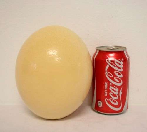 An awesome genuine African ostrich egg for you to decorate, countless possibilities!!