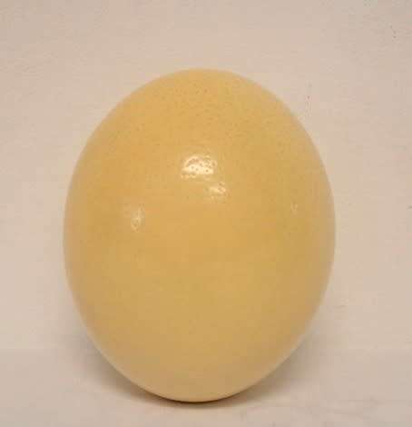 An awesome genuine African ostrich egg for you to decorate, countless possibilities!!