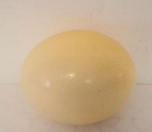 An awesome genuine African ostrich egg for you to decorate, countless possibilities!!