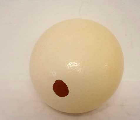 An awesome genuine African ostrich egg for you to decorate, countless possibilities!!