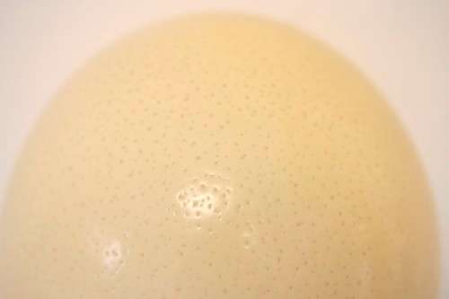 An awesome genuine African ostrich egg for you to decorate, countless possibilities!!