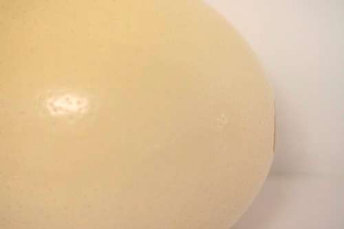 An awesome genuine African ostrich egg for you to decorate, countless possibilities!!