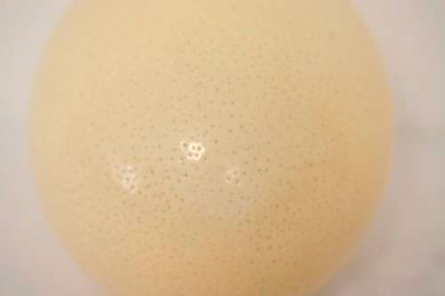 An awesome genuine African ostrich egg for you to decorate, countless possibilities!!