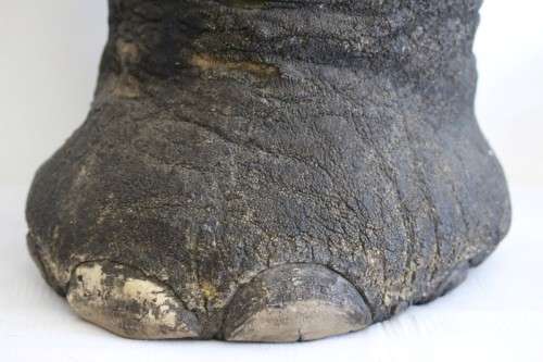An antique (c1800's) authentic taxidermy Elephant foot umbrella stand w/ copper lining and cuff
