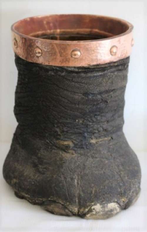 An antique (c1800's) authentic taxidermy Elephant foot umbrella stand w/ copper lining and cuff