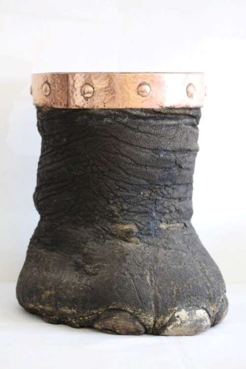 An antique (c1800's) authentic taxidermy Elephant foot umbrella stand w/ copper lining and cuff