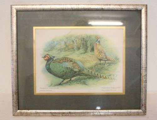 **RS17** Two gorgeous framed behind glass prints of Pheasants. Versicolor and Colchicus Pheasants