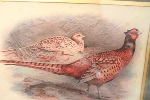 **RS17** Two gorgeous framed behind glass prints of Pheasants. Versicolor and Colchicus Pheasants
