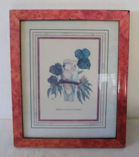 **RS17**Four gorgeous framed behind glass prints of parrots and a cockatoo.