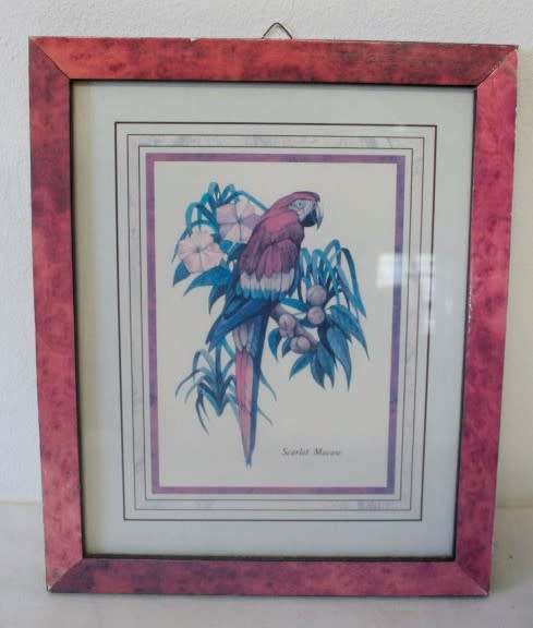 **RS17**Four gorgeous framed behind glass prints of parrots and a cockatoo.