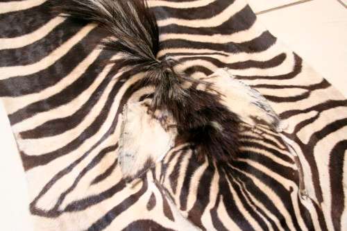 A genuine (large) Zebra skin mat in great condition,fabulous in your lapa, informal living areas