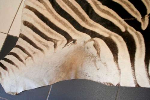 A genuine (large) Zebra skin mat in great condition,fabulous in your lapa, informal living areas