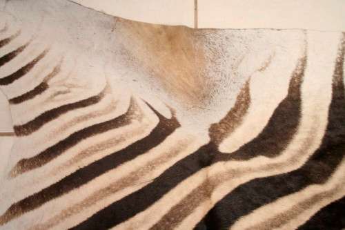 A genuine (large) Zebra skin mat in great condition,fabulous in your lapa, informal living areas