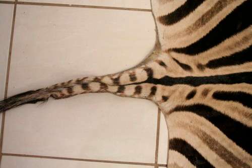 A genuine (large) Zebra skin mat in great condition,fabulous in your lapa, informal living areas