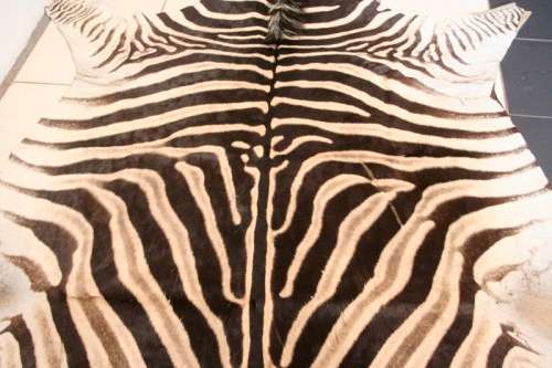 A genuine (large) Zebra skin mat in great condition,fabulous in your lapa, informal living areas
