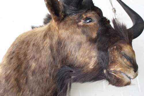 A genuine large Blue Wildebeest shoulder mount trophy - perfect on the wall in a lodge/ lapa!