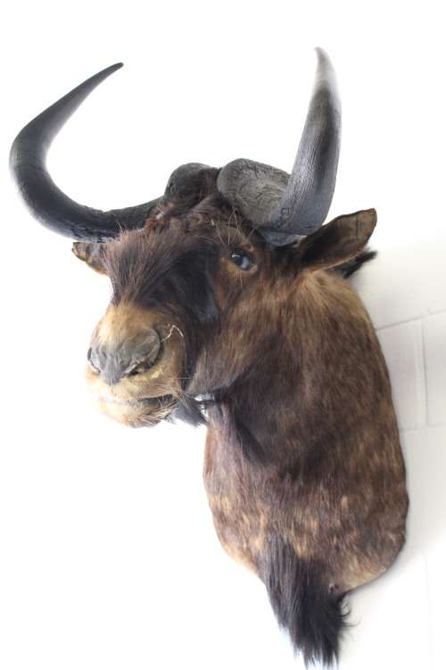 A genuine large Blue Wildebeest shoulder mount trophy - perfect on the wall in a lodge/ lapa!