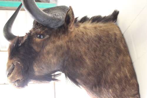 A genuine large Blue Wildebeest shoulder mount trophy - perfect on the wall in a lodge/ lapa!