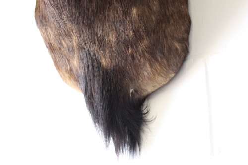 A genuine large Blue Wildebeest shoulder mount trophy - perfect on the wall in a lodge/ lapa!