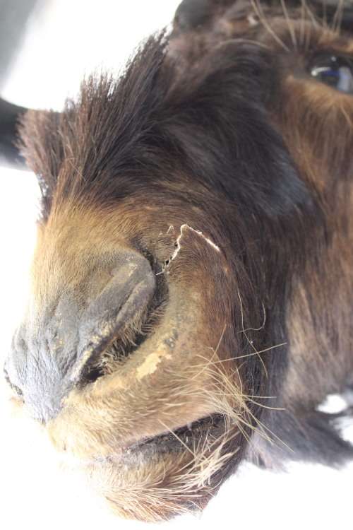 A genuine large Blue Wildebeest shoulder mount trophy - perfect on the wall in a lodge/ lapa!