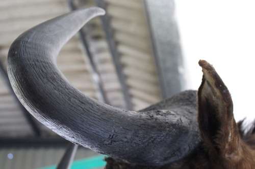 A genuine large Blue Wildebeest shoulder mount trophy - perfect on the wall in a lodge/ lapa!