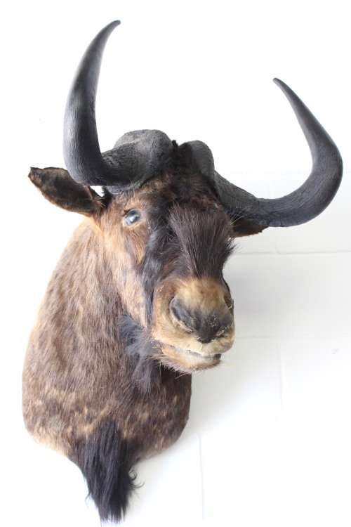 A genuine large Blue Wildebeest shoulder mount trophy - perfect on the wall in a lodge/ lapa!