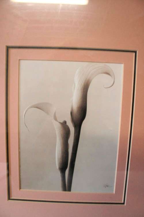 **RS17** 3 fantastic vintage prints framed behind glass of Lilies. Stunning in all areas. Bid/print