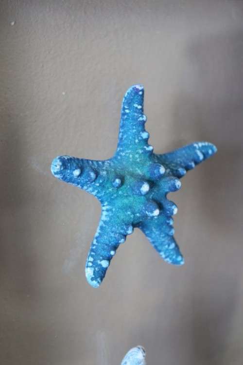 An awesome real "Starfish" on a glass panel in a white frame. Stunning in all homes!!