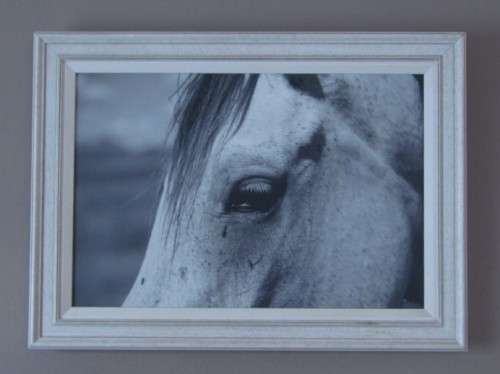 A beautiful print of a white horse in a modern wood frame.Stunning in all rooms!!! Lifespace Sale