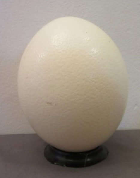 An awesome genuine African ostrich egg with a hand painted Ostrich on. Lovely display piece!!