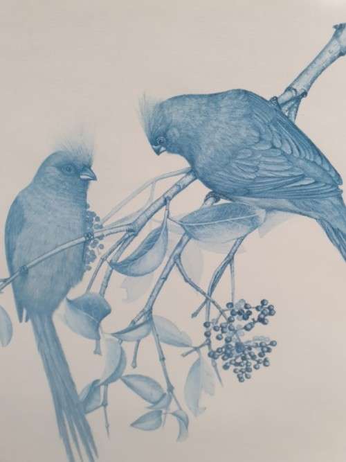 A beautiful limited bird print from SA artist, Bronwen Mellor! Xmas sale