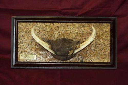 A STUNNING HUGE WARTHOG TUSK TROPHY MOUNTED ON A BOARD - AWESOME!!!