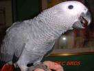 Timneh Grey
