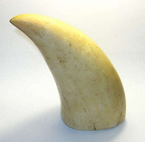 Large Sperm Whale Tooth - ( 422.5 Grams )