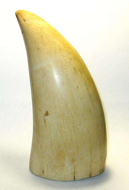 Large Sperm Whale Tooth - ( 458 Grams )