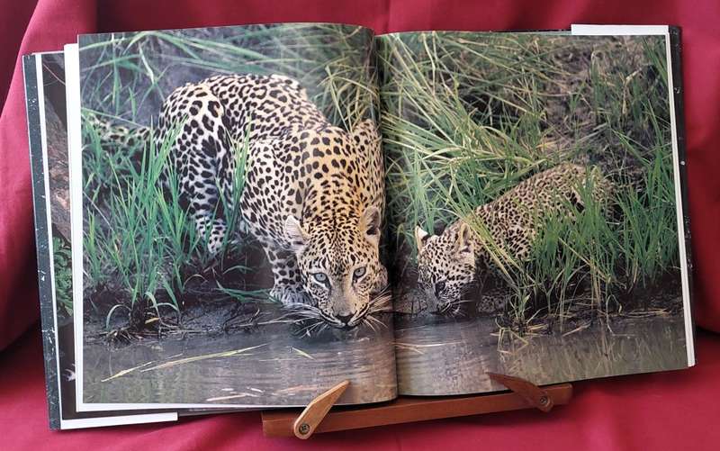 The Leopards of Londolozi ( Standard Edition) - Lex Hes