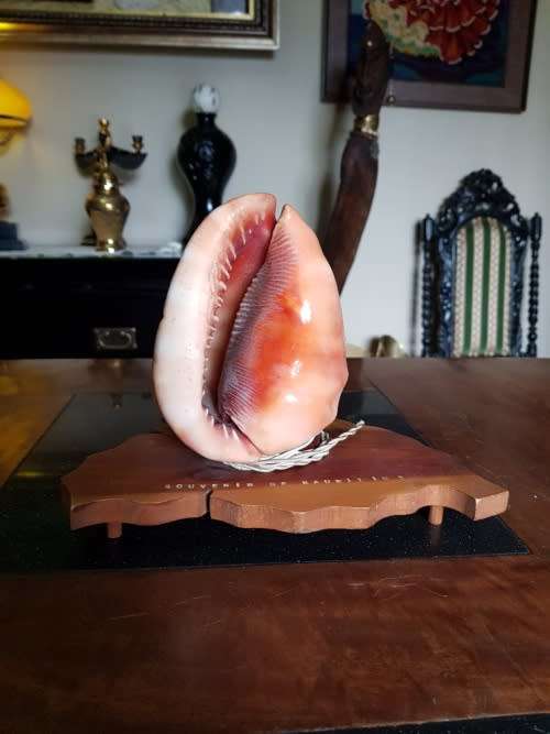 Vintage Shell Lamp Made in Marituis