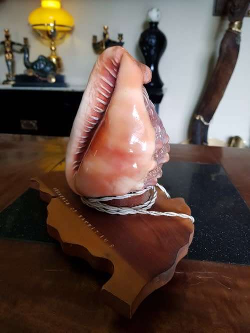 Vintage Shell Lamp Made in Marituis